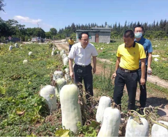 省供銷社黨委書記、理事會主任雷雨幫助農(nóng)戶銷售冬瓜